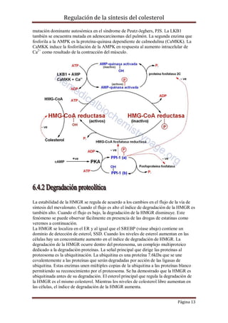 Regulación de la síntesis del colesterol
mutación dominante autosómica en el síndrome de Peutz-Jeghers, PJS. La LKB1
también se encuentra mutada en adenocarcinomas del pulmón. La segunda enzima que
fosforila a la AMPK es la proteína-quinasa dependiente de calmodulina (CaMKK). La
CaMKK induce la fosforilación de la AMPK en respuesta al aumento intracelular de
Ca2+ como resultado de la contracción del músculo.

La estabilidad de la HMGR se regula de acuerdo a los cambios en el flujo de la vía de
síntesis del mevalonato. Cuando el flujo es alto el índice de degradación de la HMGR es
también alto. Cuando el flujo es bajo, la degradación de la HMGR disminuye. Este
fenómeno se puede observar fácilmente en presencia de las drogas de estatinas como
veremos a continuación.
La HMGR se localiza en el ER y al igual que el SREBP (véase abajo) contiene un
dominio de detección de esterol, SSD. Cuando los niveles de esterol aumentan en las
células hay un concomitante aumento en el índice de degradación de HMGR. La
degradación de la HMGR ocurre dentro del proteosoma, un complejo multiproteico
dedicado a la degradación proteínas. La señal principal que dirige las proteínas al
proteosoma es la ubiquitinación. La ubiquitina es una proteína 7.6kDa que se une
covalentemente a las proteínas que serán degradadas por acción de las ligasas de
ubiquitina. Estas enzimas unen múltiples copias de la ubiquitina a las proteínas blanco
permitiendo su reconocimiento por el proteosoma. Se ha demostrado que la HMGR es
ubiquitinada antes de su degradación. El esterol principal que regula la degradación de
la HMGR es el mismo colesterol. Mientras los niveles de colesterol libre aumentan en
las células, el índice de degradación de la HMGR aumenta.
Página 13

 