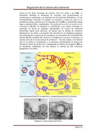 Regulación de la síntesis del colesterol
coloca en las fosas revestidas de clatrina. Una vez unido a las LDL, se
internaliza mediante la formación de vesículas, que posteriormente se
transforman en endosomas y se fusionan con los lisosomas hidrolíticos. En las
correspondientes vesículas, el receptor es reciclado y vuelve de nuevo a la
membrana celular, mientras que el contenido de las LDL es hidrolizado dando
lugar a colesterol libre y aminoácidos. Por acción de la acil-CoA colesterol acil
transferasa (ACAT), el colesterol es esterificado y los ésteres formados se
acumulan en forma de pequeños aglomerados. El exceso de colesterol
intracelular regula estos procesos, de manera que la entrada de colesterol
lipoproteico a la célula y el aumento del colesterol en el citoplasma producen
una reducción de la síntesis de los receptores, un incremento de la actividad del
enzima ACAT y también del 3-hidroxi-3-metilglutaril coenzima-A-reductasa, el
enzima clave de la vía de síntesis de colesterol. De esta manera, el colesterol
que no se utiliza es esterificado y se almacena, disminuyendo la síntesis de
colesterol a partir de acetil-CoA, y readaptando el número de receptores B/E en
la membrana, impidiendo de esta manera la entrada de más colesterol
lipoproteico a la célula.

Esquema generalizado de la captación y compartimentación del colesterol

Imágenes a microscopia electrónica
Página 18

 