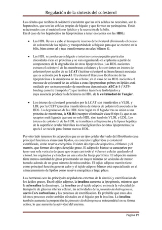Regulación de la síntesis del colesterol
Las células que reciben el colesterol excedente que las otra células no necesitan, son lo
hepatocitos, que son las células propias de hígado y que forman su parénquima. Están
relacionados con el metabolismo lipídico y la secreción de la bilis.
En el caso de los hepatocitos las lipoproteínas a tener en cuenta son las HDL:


Las HDL llevan a cabo el transporte inverso del colesterol eliminando el exceso
de colesterol de los tejidos y transportándolo al hígado para que se excrete en la
bilis, bien como tal o tras transformarse en sales biliares G.



Las HDL se producen en hígado e intestino como pequeñas partículas
discoidales ricas en proteínas y se van organizando en el plasma a partir de
componentes de la degradación de otras lipoproteínas. Las HDL nacientes
extraen el colesterol de las membranas celulares y lo convierten en ésteres de
colesterol por acción de su LCAT (lecitina-colesterol aciltransferasa) asociada
que es activada por la apo-AI. El colesterol libre pasa fácilmente de las
lipoproteínas a la membrana de las células; en el caso de las HDL nacientes el
trasvase de colesterol de las células a estas lipoproteínas pobres en lípidos está
mediado por un transportador de membrana denominado ABCA-1 (“ATPbinding cassette transporter”) que también transfiere fosfolípidos y
cuya ausencia produce la deficiencia en HDL de la enfermedad de Tangier.



Los ésteres de colesterol generados por la LCAT son transferidos a VLDL y
LDL por la CETP (proteína transferidora de ésteres de colesterol) asociada a las
HDL. La degradación de las HDL tiene lugar en el hígado tras su unión a una
proteína de membrana, la SR-BI (receptor eliminador clase B tipo I), que es un
receptor multiligando que une no solo HDL sino también VLDL y LDL. Los
ésteres de colesterol de las HDL se transfieren al hepatocito y la lipasa hepática
de la superficie celular hidroliza los triacilgliceroles de estas lipoproteínas; la
apoA-I se recicla para formar nuevas HDL.

Por otro lado tenemos los adipocitos que es un tipo celular derivado del fibroblasto cuya
principal función es almacenar lípidos, en concreto triglicéridos y colesterol
esterificado, como reserva energética. Existen dos tipos de adipocitos, el blanco y el
marrón, que forman dos tipos de tejido graso. El adipocito blanco se caracteriza por
tener una sola vesícula de grasa que ocupa casi todo el volumen celular quedando el
citosol, los orgánulos y el núcleo en una estrecha franja periférica. El adipocito marrón
tiene menos cantidad de grasa presentando un mayor número de vesículas de menor
tamaño además de un gran número de mitocondrias. El tejido adiposo marrón tiene
como principal función generar calor y el tejido adiposo blanco está especializado en el
almacenamiento de lípidos como reserva energética a largo plazo.
Las hormonas son las principales reguladoras externas de la síntesis y esterificación de
los ácidos grasos. En el tejido adiposo, la insulina aumenta la lipogénesis, mientras que
la adrenalina la disminuye. La insulina en el tejido adiposo estimula la velocidad de
transporte de glucosa interior celular, las actividades de la piruvato deshidrogenasa,
acetil-CoA carboxilasa y los procesos de esterificación. Es probable que estos dos
últimos procesos estén también afectados en el hígado por la insulina. La insulina
también aumenta la proporción de piruvato deshidrogenasa mitocondrial en su forma
activa, lo que aumenta la actividad del enzima.
Página 19

 
