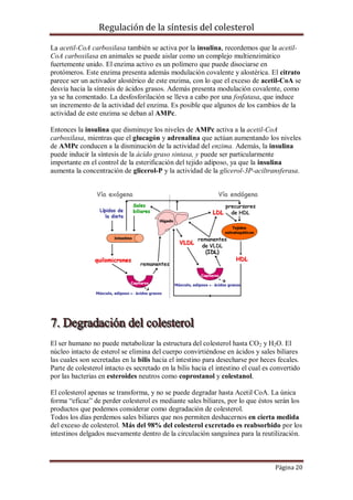 Regulación de la síntesis del colesterol
La acetil-CoA carboxilasa también se activa por la insulina, recordemos que la acetilCoA carboxilasa en animales se puede aislar como un complejo multienzimático
fuertemente unido. El enzima activo es un polímero que puede disociarse en
protómeros. Este enzima presenta además modulación covalente y alostérica. El citrato
parece ser un activador alostérico de este enzima, con lo que el exceso de acetil-CoA se
desvía hacia la síntesis de ácidos grasos. Además presenta modulación covalente, como
ya se ha comentado. La desfosforilación se lleva a cabo por una fosfatasa, que induce
un incremento de la actividad del enzima. Es posible que algunos de los cambios de la
actividad de este enzima se deban al AMPc.
Entonces la insulina que disminuye los niveles de AMPc activa a la acetil-CoA
carboxilasa, mientras que el glucagón y adrenalina que actúan aumentando los niveles
de AMPc conducen a la disminución de la actividad del enzima. Además, la insulina
puede inducir la síntesis de la ácido graso sintasa, y puede ser particularmente
importante en el control de la esterificación del tejido adiposo, ya que la insulina
aumenta la concentración de glicerol-P y la actividad de la glicerol-3P-aciltransferasa.

El ser humano no puede metabolizar la estructura del colesterol hasta CO 2 y H2O. El
núcleo intacto de esterol se elimina del cuerpo convirtiéndose en ácidos y sales biliares
las cuales son secretadas en la bilis hacia el intestino para desecharse por heces fecales.
Parte de colesterol intacto es secretado en la bilis hacia el intestino el cual es convertido
por las bacterias en esteroides neutros como coprostanol y colestanol.
El colesterol apenas se transforma, y no se puede degradar hasta Acetil CoA. La única
forma “eficaz” de perder colesterol es mediante sales biliares, por lo que éstos serán los
productos que podemos considerar como degradación de colesterol.
Todos los días perdemos sales biliares que nos permiten deshacernos en cierta medida
del exceso de colesterol. Más del 98% del colesterol excretado es reabsorbido por los
intestinos delgados nuevamente dentro de la circulación sanguínea para la reutilización.

Página 20

 