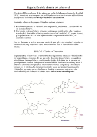 Regulación de la síntesis del colesterol
El colesterol libre se elimina de los tejidos por medio de la lipoproteína de alta densidad
(HDL) plasmática, y se transporta hacia el hígado donde se convierten en ácidos biliares
en el proceso conocido como transporte inverso del colesterol.
Los ácidos biliares se forman en el hígado a partir de colesterol:
1. El colesterol gracias a la 7α-hidroxilasa (requiere O2, citocromos…) se convierte en
7α-hidroxicolesterol.
2. Conversión en ácidos biliares primarios (existe poca modificación, y las reacciones
son simples). Los ácidos biliares primarios tienen 24C, también 2 ó 3 grupos alcohol,
y un grupo carboxilo. Los más importantes en el organismo son el cólico y el
quenodesoxicólico.
Una vez formados se activan y se unen a aminoácidos: glicocola o taurina. La taurina es
un aminoácido muy importante como neurotransmisor y en la formación de ácidos
biliares.
Colil CoA + Taurina → Taurocolato
El glicocolato y el taurocolato se encuentran fisiológicamente ionizados y neutralizados
por sales sódicas o potásicas. De ahí que se les denomine ácidos biliares conjugados o
sales biliares. Las sales biliares emulsionan los lípidos de la dieta, por lo que una vez
que disponemos de ellas, éstas pasan a la vesícula biliar donde se concentran y pasan al
intestino. En el intestino ejercen su función emulsionando los lípidos y a medida que
circulan por el intestino, las bacterias intestinales hacen que pierdan la conjugación
(glicocola o taurina) y una vez finalizan su función, en su mayor parte se reciclan
volviendo al hígado en lo que se conoce como recirculación enterohepática.

Página 21

 