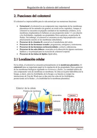 Regulación de la síntesis del colesterol

El colesterol es imprescindible para la vida animal por sus numerosas funciones:








Estructural: el colesterol es un componente muy importante de las membranas
plasmáticas de los animales (en general, no existe en los vegetales). Aunque el
colesterol se encuentra en pequeña cantidad en las membranas celulares, en la
membrana citoplasmática lo hallamos en una proporción molar 1:1 con relación
a los fosfolípidos, regulando sus propiedades físico-químicas, en particular la
fluidez. Sin embargo, el colesterol se encuentra en muy baja proporción o está
prácticamente ausente en las membranas subcelulares.
Precursor de la vitamina D: esencial en el metabolismo del calcio.
Precursor de las hormonas sexuales: progesterona, estrógenos y testosterona.
Precursor de las hormonas corticoesteroidales: cortisol y aldosterona.
Precursor de las sales biliares: esenciales en la absorción de algunos nutrientes
lipídicos y vía principal para la excreción de colesterol corporal.
Precursor de las balsas de lípidos (lipid rafts).

En la célula, el colesterol se encuentra principalmente en la membrana plasmática. El
colesterol tiene un importante papel en la regulación de las propiedades físico-químicas
de las membranas biológicas regulando su resistencia y fluidez. La cantidad relativa de
este componente varía de membrana en membrana. Se sitúa en la parte hidrofóbica de la
bicapa, es decir, entre los fosfolípidos de la bicapa y su función es romper las
interacciones de Van der Waals que se dan entre las colas de los fosfolípidos,
promoviendo así la fluidez y la estabilidad de la membrana plasmática.

Página 5

 