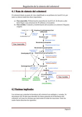 Regulación de la síntesis del colesterol

El colesterol desde un punto de vista simplificado es un polímero de Acetil CoA, por
tanto su síntesis tendrá dos fases importantes:
a) Fase anaerobia. Polimerización anaerobia de Acetil CoA. Se llevará a cabo
hasta llegar a una estructura de 30 carbonos: el escualeno.
b) Fase aerobia. Ciclación y transformación del escualeno en colesterol. Requiere
oxígeno.

Fase Anaerobia

Fase Aerobia

Las enzimas que controlan la biosíntesis del colesterol son múltiples y variadas. Se
necesitaron casi 30 años para descubrir las líneas generales de la biosíntesis del
colesterol, así como los enzimas que intervenían en todas las reacciones. Entre las
cuales fueron descritas las siguientes:

Página 8

 