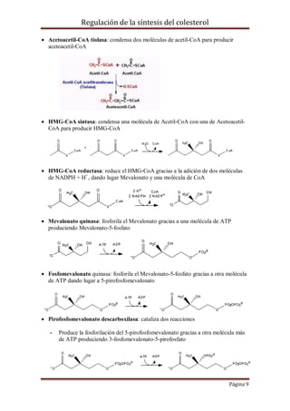 Regulación de la síntesis del colesterol
 Acetoacetil-CoA tiolasa: condensa dos moléculas de acetil-CoA para producir
acetoacetil-CoA

 HMG-CoA sintasa: condensa una molécula de Acetil-CoA con una de AcetoacetilCoA para producir HMG-CoA

 HMG-CoA reductasa: reduce el HMG-CoA gracias a la adición de dos moléculas
de NADPH + H+, dando lugar Mevalonato y una molécula de CoA

 Mevalonato quinasa: fosforila el Mevalonato gracias a una molécula de ATP
produciendo Mevalonato-5-fosfato

 Fosfomevalonato quinasa: fosforila el Mevalonato-5-fosfato gracias a otra molécula
de ATP dando lugar a 5-pirofosfomevalonato

 Pirofosfomevalonato descarboxilasa: cataliza dos reacciones
-

Produce la fosforilación del 5-pirofosfomevalonato gracias a otra molécula más
de ATP produciendo 3-fosfomevalonato-5-pirofosfato

Página 9

 