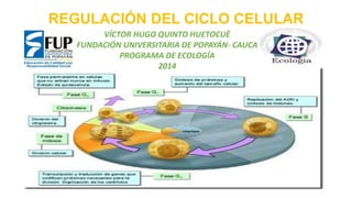 REGULACIÓN DEL CICLO CELULAR 
VÍCTOR HUGO QUINTO HUETOCUÈ 
FUNDACIÓN UNIVERSITARIA DE POPAYÁN- CAUCA 
PROGRAMA DE ECOLOGÍA 
2014 
 