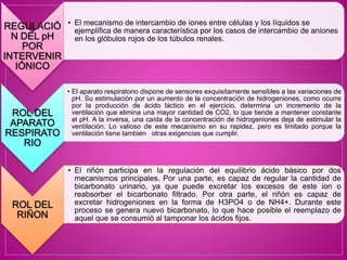 REGULACIÓ
N DEL pH
POR
INTERVENIR
IÓNICO
• El mecanismo de intercambio de iones entre células y los líquidos se
ejemplifica de manera característica por los casos de intercambio de aniones
en los glóbulos rojos de los túbulos renales.
ROL DEL
APARATO
RESPIRATO
RIO
• El aparato respiratorio dispone de sensores exquisitamente sensibles a las variaciones de
pH. Su estimulación por un aumento de la concentración de hidrogeniones, como ocurre
por la producción de ácido láctico en el ejercicio, determina un incremento de la
ventilación que elimina una mayor cantidad de CO2, lo que tiende a mantener constante
el pH. A la inversa, una caída de la concentración de hidrogeniones deja de estimular la
ventilación. Lo valioso de este mecanismo en su rapidez, pero es limitado porque la
ventilación tiene también otras exigencias que cumplir.
ROL DEL
RIÑON
• El riñón participa en la regulación del equilibrio ácido básico por dos
mecanismos principales. Por una parte, es capaz de regular la cantidad de
bicarbonato urinario, ya que puede excretar los excesos de este ion o
reabsorber el bicarbonato filtrado. Por otra parte, el riñón es capaz de
excretar hidrogeniones en la forma de H3PO4 o de NH4+. Durante este
proceso se genera nuevo bicarbonato, lo que hace posible el reemplazo de
aquel que se consumió al tamponar los ácidos fijos.
 
