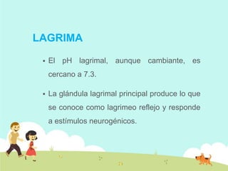 LAGRIMA


El pH lagrimal, aunque cambiante, es
cercano a 7.3.



La glándula lagrimal principal produce lo que

se conoce como lagrimeo reflejo y responde
a estímulos neurogénicos.

 