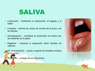 SALIVA


Lubricación – facilitando la masticación, el tragado y el
habla



Limpieza – elimina los restos de comida de la boca y de
los dientes



Amortiguación – neutraliza la producción de ácidos por
las bacterias de la plaza



Digestiva – empieza la separación delos hidratos de
carbono



Re mineralización – ayuda a reparar los estadios iniciales
de la caries



Protección – protege de las infecciones

 