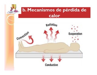 b. Mecanismos de pérdida deb. Mecanismos de pérdida de
calorcalor
b. Mecanismos de pérdida deb. Mecanismos de pérdida de
calorcalor
 