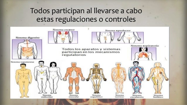Regulacion y control de las distintas funciones corporales Regulacion y control de las distintas funciones corporales