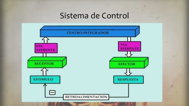 Regulacion y control de las distintas funciones corporales Regulacion y control de las distintas funciones corporales