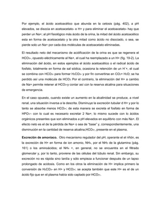 Por ejemplo, el ácido acetoacético que abunda en la cetosis (pág. 402), a pH
elevados, se disocia en acetoacetato- e H+ y para eliminar el acetoacetato- hay que
perder un Na+; al pH fisiológico más ácido de la orina, la mitad del ácido acetoacético
esta en forma de acetoacetato y la otra mitad como ácido no disociado, o sea, se
pierde solo un Na+ por cada dos moléculas de acetoacetato eliminadas.
El resultado neto del mecanismo de acidificación de la orina es que se regenera el
HCO3-, opuesto eléctricamente al Na+, el cual ha reemplazado a un H+ (fig. 19-2). La
eliminación del ácido, en estos ejemplos el ácido acetoacético o el radical ácido de
fosfato, totalmente en forma de sal sódica, ocasiona la retención de un H´+, el cual
se combina con HCO3- para formar H2CO3- y por fin convertirse en CO2+ H2O; se ha
perdido así una molécula de HCO3. Por el contrario, la eliminación del H+ a cambio
de Na+ permite retener al HCO3-y contar así con la reserva alcalina para situaciones
de emergencia.
En el caso opuesto, cuando existe un aumento en la alcalinidad se produce, a nivel
renal, una situación inversa a la descrita. Disminuye la excreción tubular d H+ y por lo
tanto se absorbe menos HCO3-; de esta manera se excreta el fosfato en forma de
HPO - con lo cual es necesario excretar 2 Na+; lo mismo sucede con lo ácidos
orgánicos presentes que son eliminados a pH elevados en equilibrio con más Na+. El
efecto neto es el de la pérdida de Na+ o sea de “base” y, correspondientemente, una
disminución en la cantidad de reserva alcalina,HCO3-, presente en el plasma.
Excreción de amoniaco. Otro mecanismo regulador del pH, operante el el riñón, es
la excreción de H+ en forma de ion amonio, NH4, por el NH3 de la glutamina (pág.
161) o los aminoácidos; el NH4 +, en general, no se encuentra en el filtrado
glomerular y, por lo tanto, proviene de las células del túbulo renal. Sin embargo, su
excreción no es rápida sino tardía y sólo empieza a funcionar después de un lapso
prolongado de acidosis. Como en los otros la eliminación de H+ implica primero la
conversión de H2CO3- en H+ y HCO3-; se acepta también que este H+ es el de un
ácido fijo que en el plasma había sido captado por HCO3-.
 