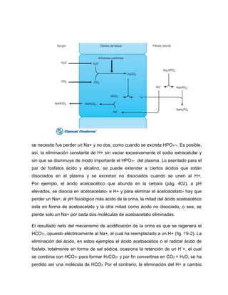 se necesito fue perder un Na+ y no dos, como cuando se excreta HPO -. Es posible,
así, la eliminación constante de H+ sin vaciar excesivamente el sodio extracelular y
sin que se disminuya de modo importante el HPO3- del plasma. Lo asentado para el
par de fosfatos ácido y alcalino, se puede extender a ciertos ácidos que están
disociados en el plasma y se excretan no disociados cuando se unen al H+.
Por ejemplo, el ácido acetoacético que abunda en la cetosis (pág. 402), a pH
elevados, se disocia en acetoacetato- e H+ y para eliminar el acetoacetato- hay que
perder un Na+; al pH fisiológico más ácido de la orina, la mitad del ácido acetoacético
esta en forma de acetoacetato y la otra mitad como ácido no disociado, o sea, se
pierde solo un Na+ por cada dos moléculas de acetoacetato eliminadas.
El resultado neto del mecanismo de acidificación de la orina es que se regenera el
HCO3-, opuesto eléctricamente al Na+, el cual ha reemplazado a un H+ (fig. 19-2). La
eliminación del ácido, en estos ejemplos el ácido acetoacético o el radical ácido de
fosfato, totalmente en forma de sal sódica, ocasiona la retención de un H´+, el cual
se combina con HCO3- para formar H2CO3- y por fin convertirse en CO2 + H2O; se ha
perdido así una molécula de HCO3. Por el contrario, la eliminación del H+ a cambio
 