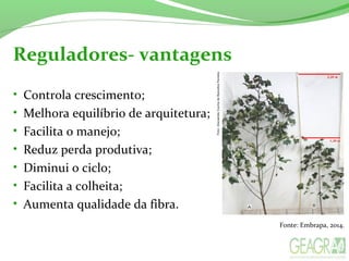 Reguladores- vantagens
• Controla crescimento;
• Melhora equilíbrio de arquitetura;
• Facilita o manejo;
• Reduz perda produtiva;
• Diminui o ciclo;
• Facilita a colheita;
• Aumenta qualidade da fibra.
Fonte: Embrapa, 2014.
 