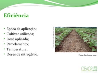 Eficiência
• Época de aplicação;
• Cultivar utilizada;
• Dose aplicada;
• Parcelamento;
• Temperatura;
• Doses de nitrogênio. Fonte: Embrapa, 2014.
 