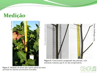 Medição
Fonte:Embrapa,2014.
Fonte:Embrapa,2014.
 