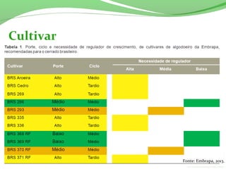 Cultivar
Fonte: Embrapa, 2013.
 