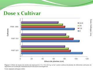 Dose x Cultivar
Fonte:Embrapa,2013.
 