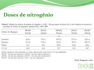 Doses de nitrogênio
Fonte: Bragantia, 2008.
 