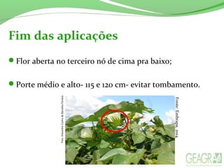 Fim das aplicações
Flor aberta no terceiro nó de cima pra baixo;
Porte médio e alto- 115 e 120 cm- evitar tombamento.
Fonte:Embrapa,2014.
 