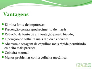 Vantagens
Elimina fonte de impurezas;
Prevenção contra apodrecimento de maçãs;
Redução da fonte de alimentação para o bicudo;
Operação de colheita mais rápida e eficiente;
Abertura e secagem de capulhos mais rápida permitindo
colheita mais precoce;
Colheita manual;
Menos problemas com a colheita mecânica.
 