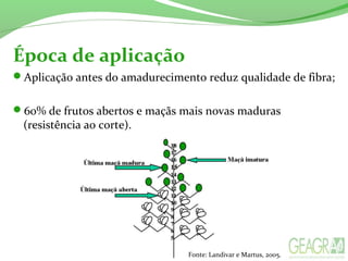 Época de aplicação
Aplicação antes do amadurecimento reduz qualidade de fibra;
60% de frutos abertos e maçãs mais novas maduras
(resistência ao corte).
Fonte: Landivar e Martus, 2005.
 