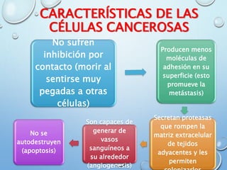 CARACTERÍSTICAS DE LAS
CÉLULAS CANCEROSAS
No sufren
inhibición por
contacto (morir al
sentirse muy
pegadas a otras
células)
Producen menos
moléculas de
adhesión en su
superficie (esto
promueve la
metástasis)
Secretan proteasas
que rompen la
matriz extracelular
de tejidos
adyacentes y les
permiten
Son capaces de
generar de
vasos
sanguíneos a
su alrededor
(angiogenesis)
No se
autodestruyen
(apoptosis)
 
