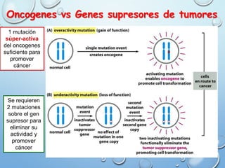 Oncogenes vs Genes supresores de tumores
1 mutación
súper-activa
del oncogenes
suficiente para
promover
cáncer
Se requieren
2 mutaciones
sobre el gen
supresor para
eliminar su
actividad y
promover
cáncer
 