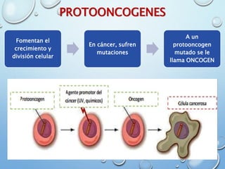 PROTOONCOGENES
Fomentan el
crecimiento y
división celular
En cáncer, sufren
mutaciones
A un
protooncogen
mutado se le
llama ONCOGEN
 