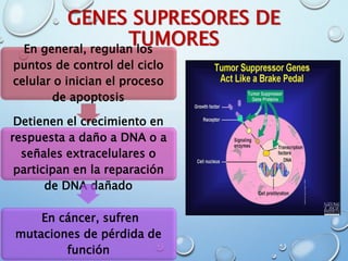 GENES SUPRESORES DE
TUMORESEn general, regulan los
puntos de control del ciclo
celular o inician el proceso
de apoptosis
Detienen el crecimiento en
respuesta a daño a DNA o a
señales extracelulares o
participan en la reparación
de DNA dañado
En cáncer, sufren
mutaciones de pérdida de
función
 