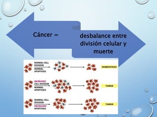 Cáncer = desbalance entre
división celular y
muerte
 