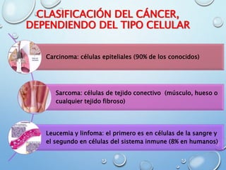 CLASIFICACIÓN DEL CÁNCER,
DEPENDIENDO DEL TIPO CELULAR
Carcinoma: células epiteliales (90% de los conocidos)
Sarcoma: células de tejido conectivo (músculo, hueso o
cualquier tejido fibroso)
Leucemia y linfoma: el primero es en células de la sangre y
el segundo en células del sistema inmune (8% en humanos)
 