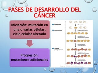 FASES DE DESARROLLO DEL
CÁNCER
Iniciación: mutación en
una o varias células,
ciclo celular alterado
Progresión:
mutaciones adicionales
 