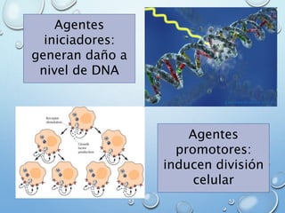 Agentes
iniciadores:
generan daño a
nivel de DNA
Agentes
promotores:
inducen división
celular
 