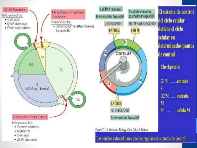 Factores reguladores del ciclo celular pdf995