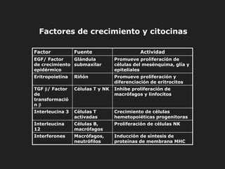 Factor Fuente Actividad
EGF/ Factor
de crecimiento
epidérmico
Glándula
submaxilar
Promueve proliferación de
células del mesénquima, glía y
epiteliales
Eritropoietina Riñón Promueve proliferación y
diferenciación de eritrocitos
TGF / Factor
de
transformació
n 
Células T y NK Inhibe proliferación de
macrófagos y linfocitos
Interleucina 3 Células T
activadas
Crecimiento de células
hemetopoiéticas progenitoras
Interleucina
12
Células B,
macrófagos
Proliferación de células NK
Interferones Macrófagos,
neutrófilos
Inducción de síntesis de
proteínas de membrana MHC
Factores de crecimiento y citocinas
 