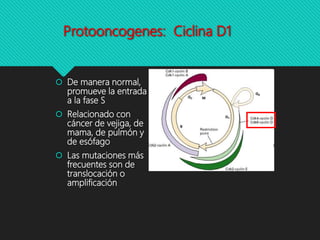 Protooncogenes: Ciclina D1
 De manera normal,
promueve la entrada
a la fase S
 Relacionado con
cáncer de vejiga, de
mama, de pulmón y
de esófago
 Las mutaciones más
frecuentes son de
translocación o
amplificación
 