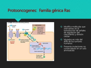 Protooncogenes: Familia génica Ras
 Modifica moléculas que
intervienen en la
transducción de señales
de regulación del
crecimiento y división
celular
 Mutados en más del
40% de los tumores
humanos
 Presenta mutaciones no
conservativas en un solo
aminoácido
 