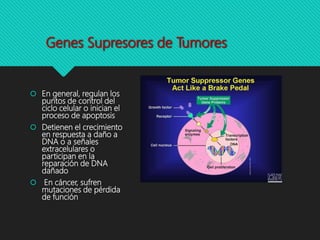 Genes Supresores de Tumores
 En general, regulan los
puntos de control del
ciclo celular o inician el
proceso de apoptosis
 Detienen el crecimiento
en respuesta a daño a
DNA o a señales
extracelulares o
participan en la
reparación de DNA
dañado
 En cáncer, sufren
mutaciones de pérdida
de función
 
