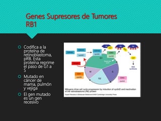 Genes Supresores de Tumores
RB1
 Codifica a la
proteína de
retinoblastoma,
pRB. Esta
proteína reprime
el paso de G1 a
S
 Mutado en
cáncer de
mama, pulmón
y vejiga
 El gen mutado
es un gen
recesivo
 