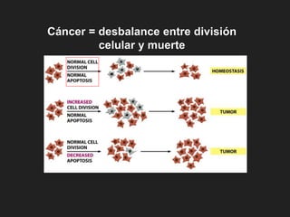 Cáncer = desbalance entre división
celular y muerte
 