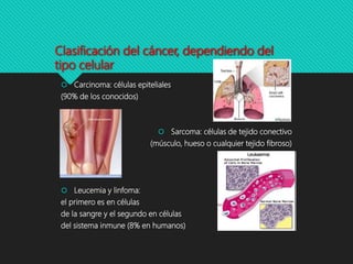Clasificación del cáncer, dependiendo del
tipo celular
 Carcinoma: células epiteliales
(90% de los conocidos)
 Sarcoma: células de tejido conectivo
(músculo, hueso o cualquier tejido fibroso)
 Leucemia y linfoma:
el primero es en células
de la sangre y el segundo en células
del sistema inmune (8% en humanos)
 