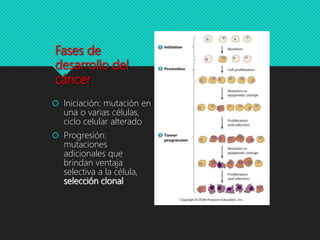 Fases de
desarrollo del
cáncer
 Iniciación: mutación en
una o varias células,
ciclo celular alterado
 Progresión:
mutaciones
adicionales que
brindan ventaja
selectiva a la célula,
selección clonal
 