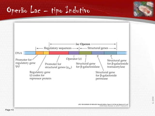 Operão LacGenes Estruturais – codificam a produção de três enzimas necessárias ao metabolismo da lactose