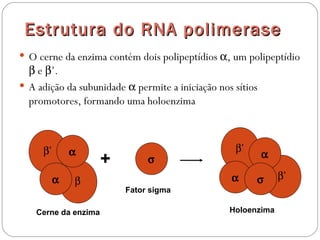 Estrutura do RNA polimerase
 O cerne da enzima contém dois polipeptídios α, um polipeptídio
  β e β’.
 A adição da subunidade α permite a iniciação nos sítios
  promotores, formando uma holoenzima



     β’       α                                    β’
                                                            α
                      +        σ
          α   β                                   α     σ       β’
                          Fator sigma

    Cerne da enzima                               Holoenzima
 