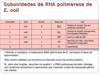 Subunidades da RNA polimerase de
E. coli




• Grande e complexa, a holoenzima RNA polimerase de E. coli possui 5 tipos de
subunidades.
•Seu centro catalítico se encontra no chamado cerne da enzima (a2bb’).
•E, além das funções descritas no quadro1, a RNA polimerase também interage
com proteínas ativadoras e repressoras que modulam a taxa de expressão gênica
nas células.
 