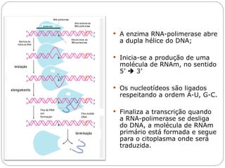  A enzima RNA-polimerase abre
                             a dupla hélice do DNA;

                            Inicia-se a produção de uma
                             molécula de RNAm, no sentido
                             5’  3’

                            Os nucleotídeos são ligados
                             respeitando a ordem A-U, G-C.

Fita de RNA
em            Fita molde    Finaliza a transcrição quando
formação      DNA
                             a RNA-polimerase se desliga
                             do DNA, a molécula de RNAm
                             primário está formada e segue
                             para o citoplasma onde será
                             traduzida.
 