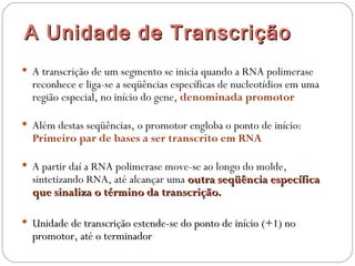 A Unidade de T ranscrição
 A transcrição de um segmento se inicia quando a RNA polimerase
  reconhece e liga-se a seqüências específicas de nucleotídios em uma
  região especial, no início do gene, denominada promotor

 Além destas seqüências, o promotor engloba o ponto de início:
  Primeiro par de bases a ser transcrito em RNA

 A partir daí a RNA polimerase move-se ao longo do molde,
  sintetizando RNA, até alcançar uma outra seqüência específica
  que sinaliza o término da transcrição.

 Unidade de transcrição estende-se do ponto de início (+1) no
  promotor, até o terminador
 