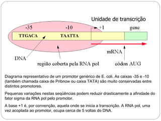 Unidade de transcrição




Diagrama representativo de um promotor genérico de E. coli. As caixas -35 e -10
(também chamada caixa de Pribnow ou caixa TATA) são muito conservadas entre
distintos promotores.
Pequenas variações nestas seqüências podem reduzir drasticamente a afinidade do
fator sigma da RNA pol pelo promotor.
A base +1 é, por convenção, aquela onde se inicia a transcrição. A RNA pol, uma
vez acoplada ao promotor, ocupa cerca de 5 voltas do DNA.
 