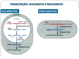TRANSCRIÇÃO : EUCARIOTO X PROCARIOTO

EUCARIOTOS              PROCARIOTOS
 